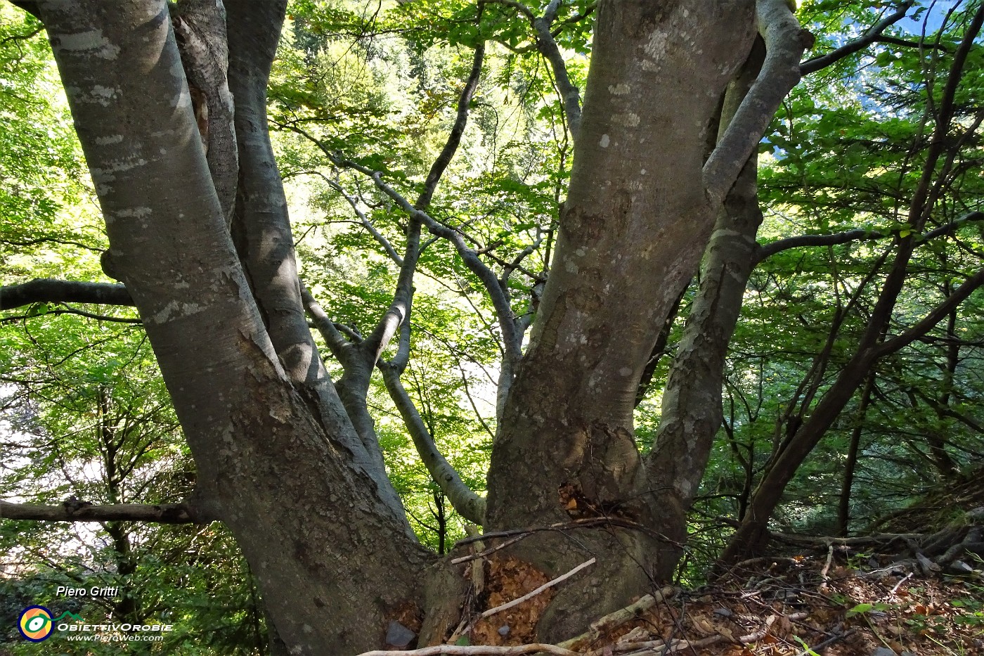 13 Bosco di prevalente faggeta.JPG